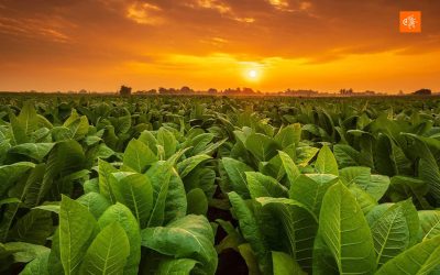 Zimbabwe’s Tobacco, Zimbabwe’s Pride: Inside the 96-Year Stewardship of the Zimbabwe Tobacco Association